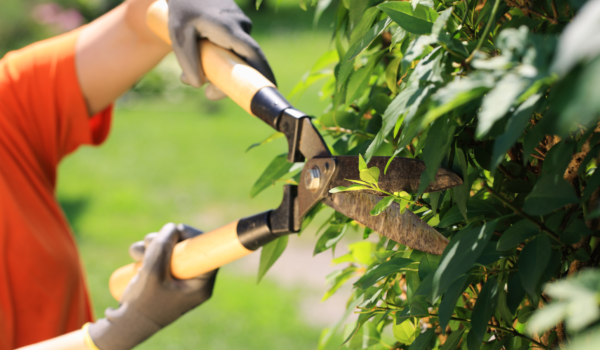 Your paragraph text (7)